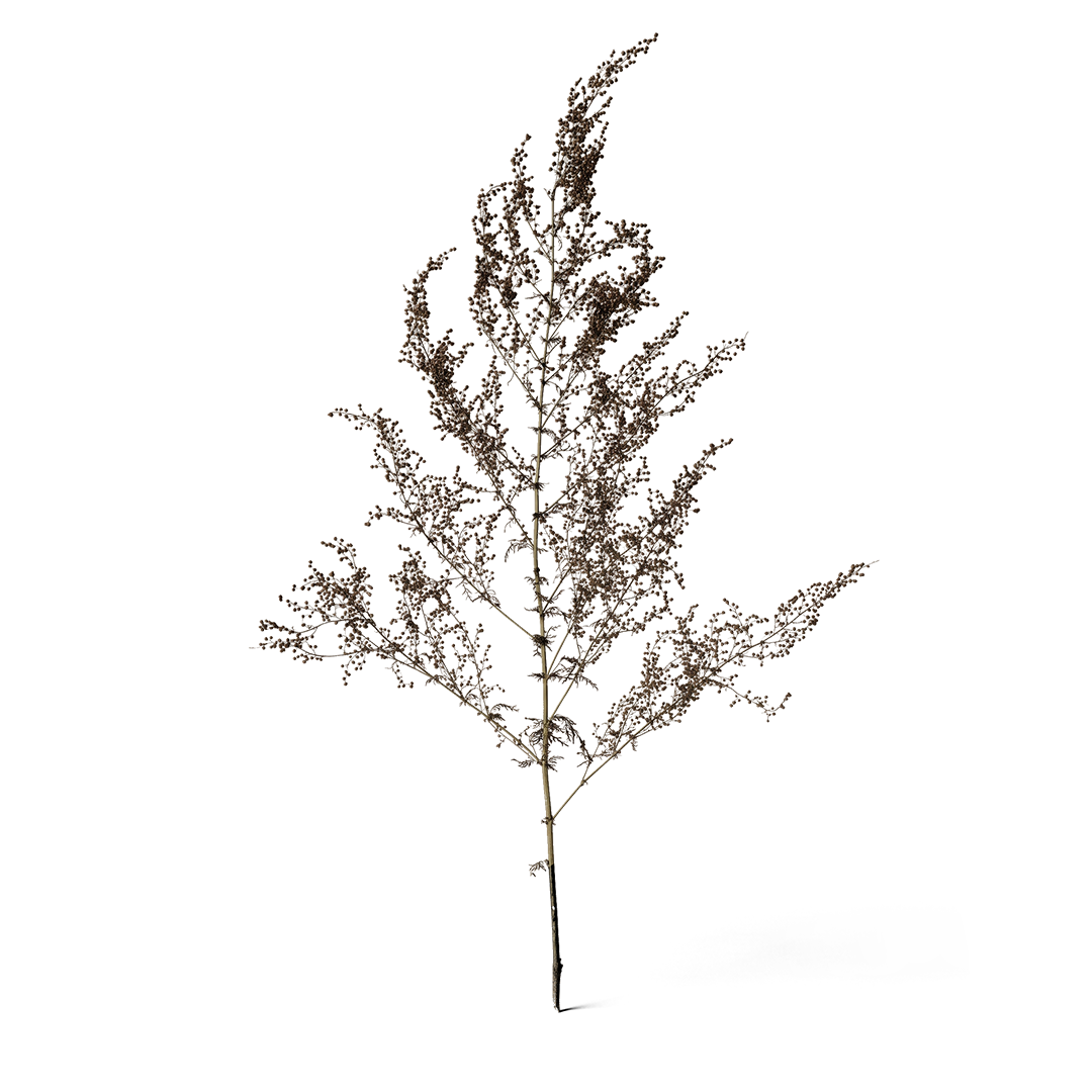Artemisa-Annua